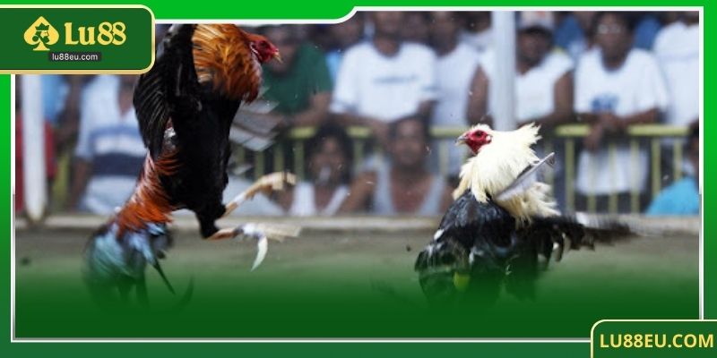 Các chiến thuật đỉnh cao trong đá gà Thomo tại LU88 – Bí quyết chiến thắng