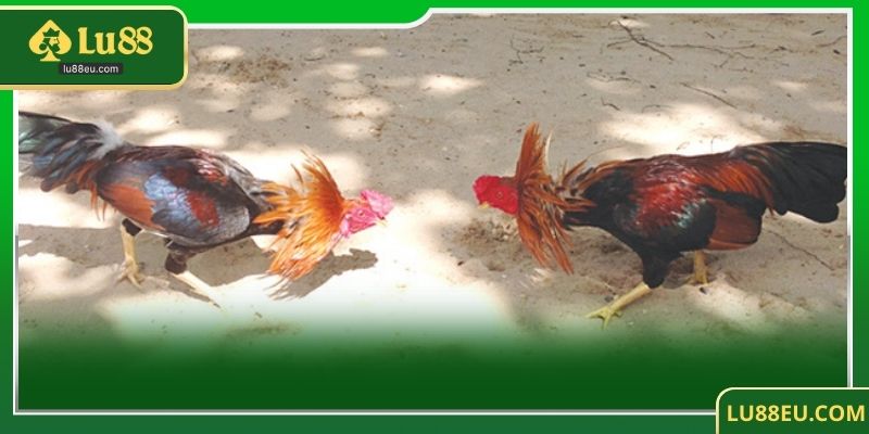 Các chiến thuật và kỹ thuật chọn gà trong đá gà trực tiếp C1 tại LU88