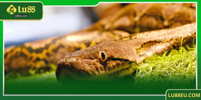 Các Loại Rắn Trong Giấc Mơ Và Ý Nghĩa Tương Ứng