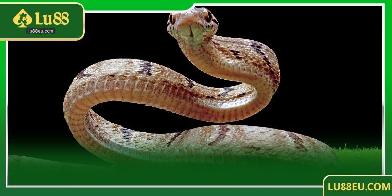 Dự Đoán Con Số Liên Quan Khi Mơ Thấy Rắn Đánh Trong Nhà Cái LU88