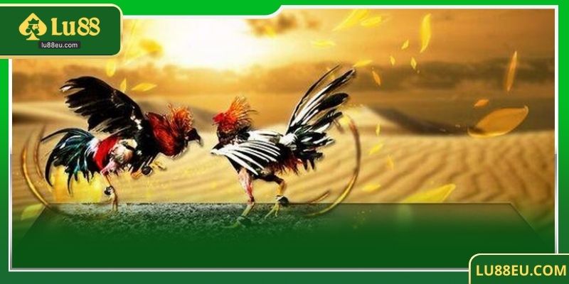 Chiến thuật đặt cược đá gà LU88 - Bí quyết giúp thắng lớn trong các trận đấu